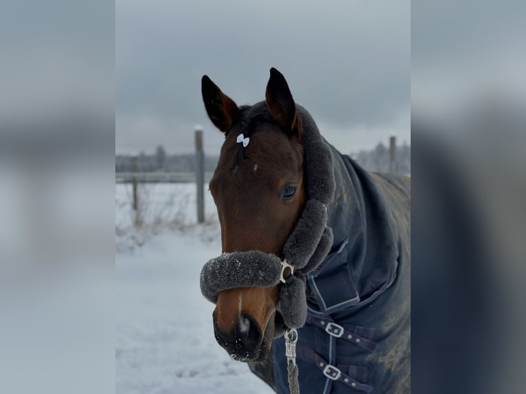Engels volbloed Merrie 7 Jaar 160 cm Bruin in Oberding