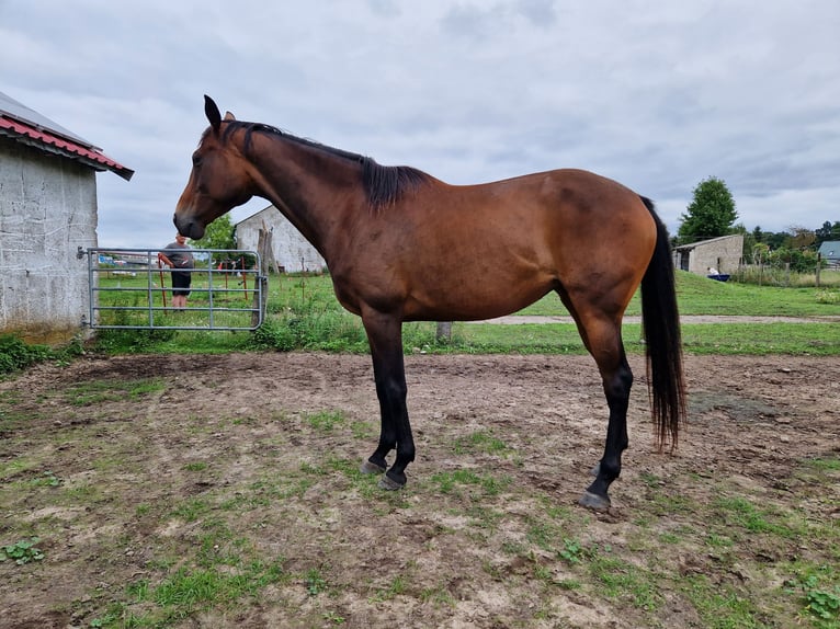 Engels volbloed Merrie 7 Jaar 160 cm Bruin in F&#xFC;rstenwalde/Spree Trebus