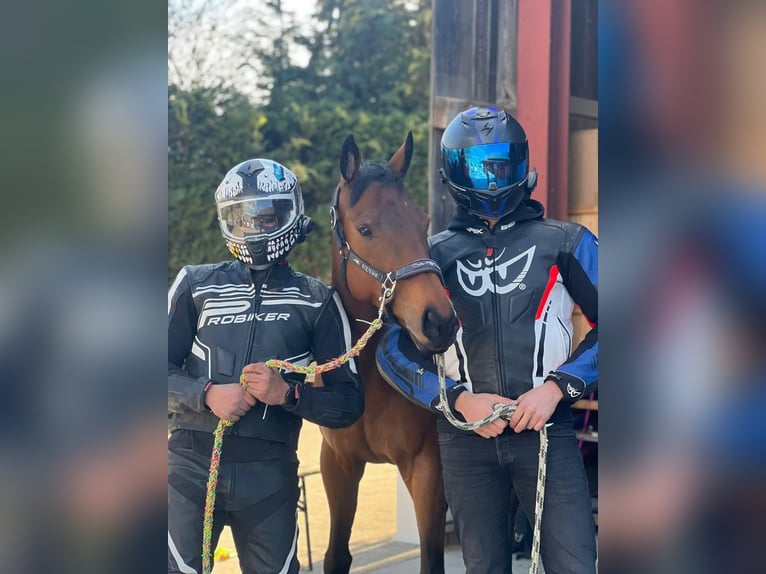 Engels volbloed Merrie 7 Jaar 160 cm Bruin in Oberding