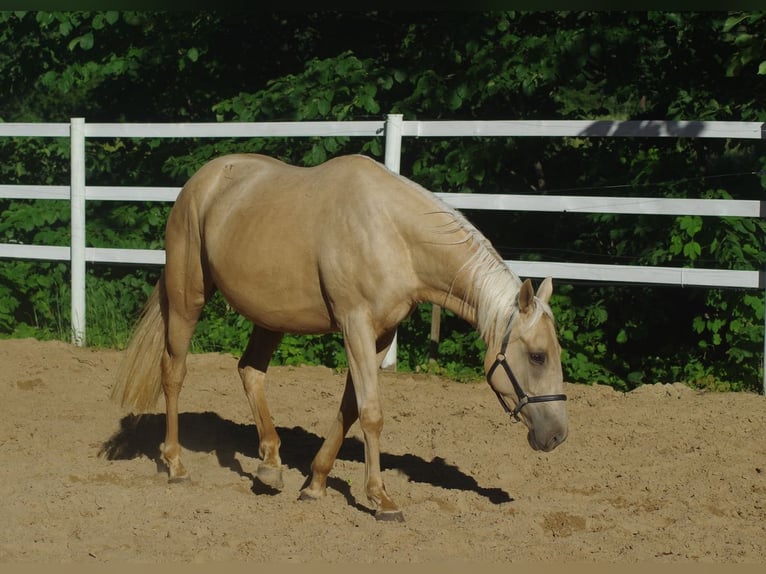 Engels volbloed Merrie 7 Jaar 160 cm Palomino in inn