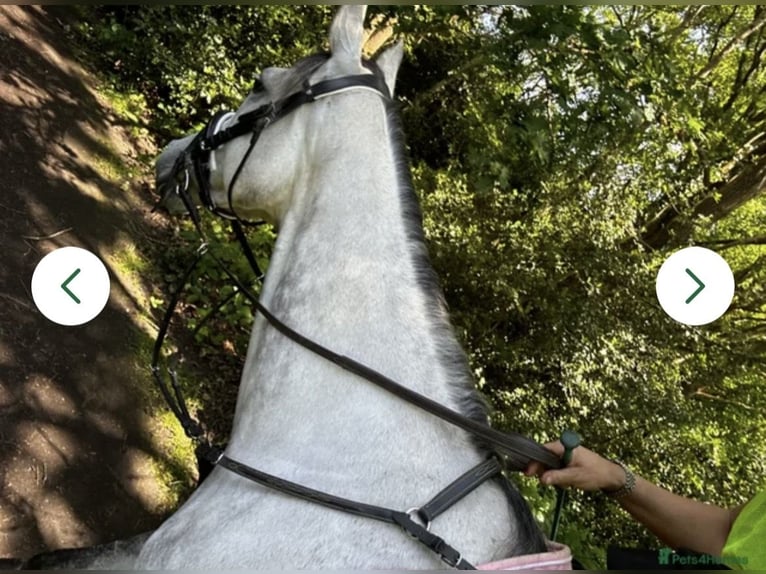Engels volbloed Merrie 7 Jaar 160 cm Schimmel in Chobham