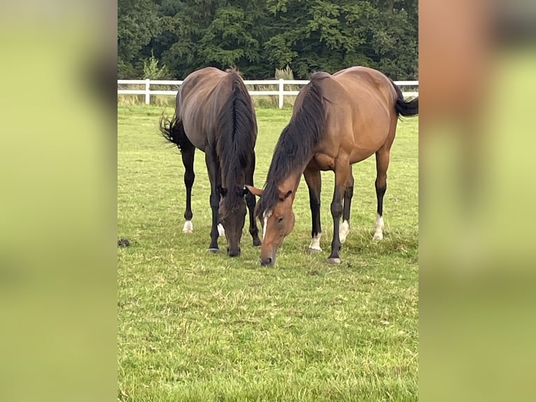 Engels volbloed Merrie 7 Jaar 162 cm Bruin in Bad Oldesloe