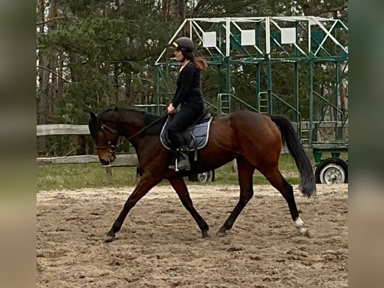 Engels volbloed Merrie 7 Jaar 162 cm Bruin in Ritterhude