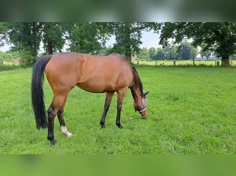 Engels volbloed Merrie 7 Jaar 162 cm Bruin in Ritterhude