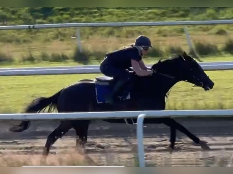 Engels volbloed Merrie 7 Jaar 162 cm Zwartbruin in Schneverdingen