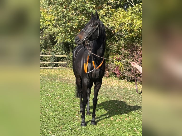 Engels volbloed Merrie 7 Jaar 162 cm Zwartbruin in Schneverdingen