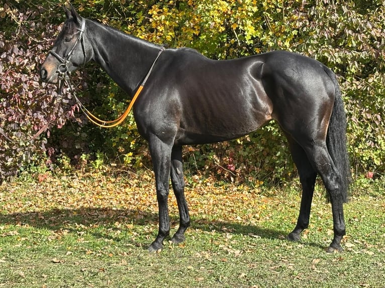 Engels volbloed Merrie 7 Jaar 162 cm Zwartbruin in Schneverdingen