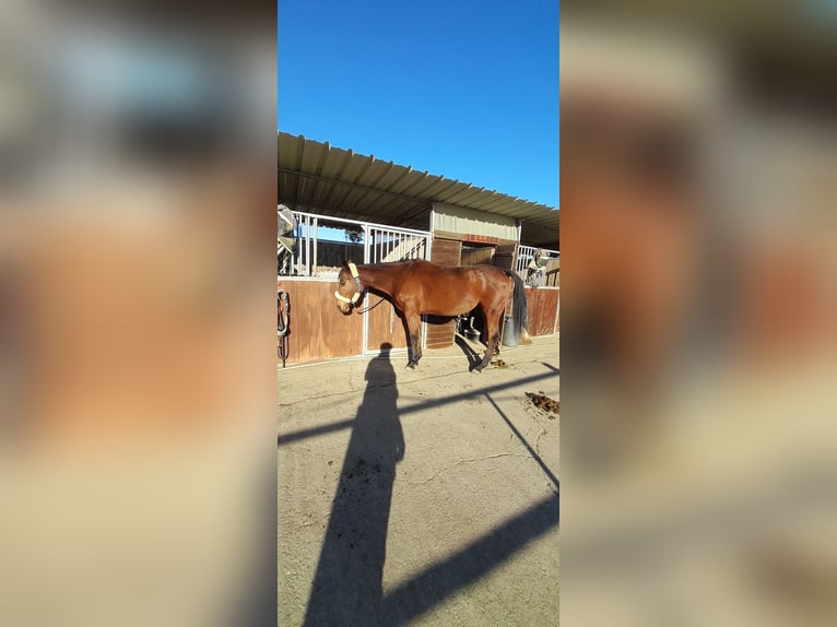 Engels volbloed Merrie 7 Jaar 163 cm Bruin in Villa San Secondo