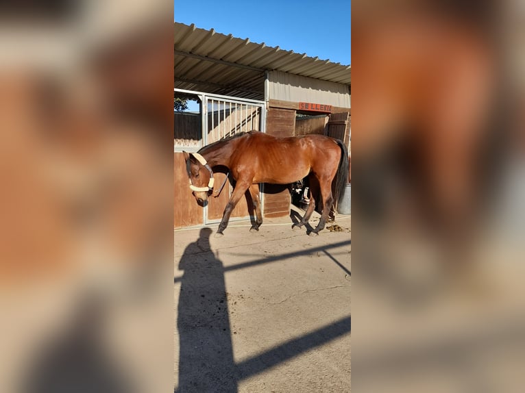 Engels volbloed Merrie 7 Jaar 163 cm Bruin in Villa San Secondo