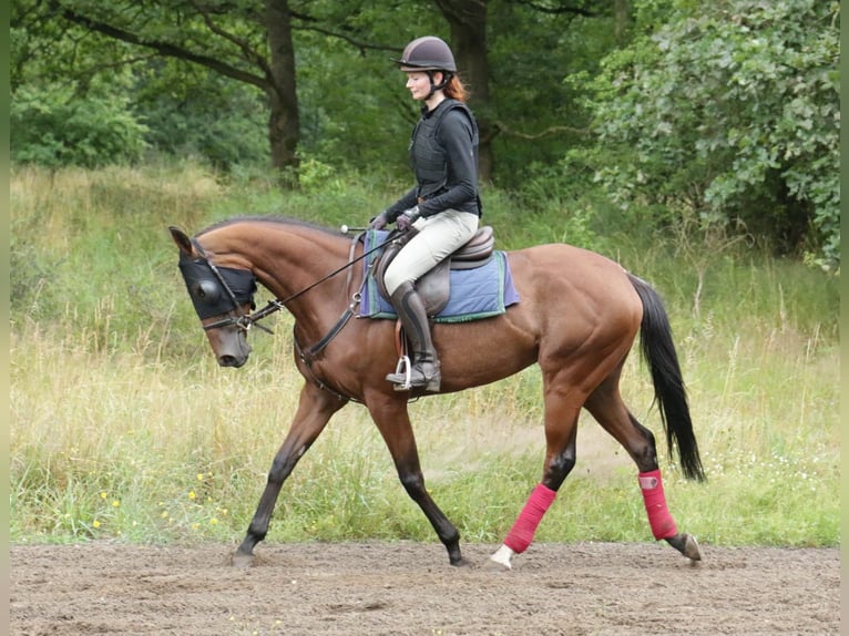 Engels volbloed Merrie 7 Jaar 163 cm Bruin in Hoppegarten