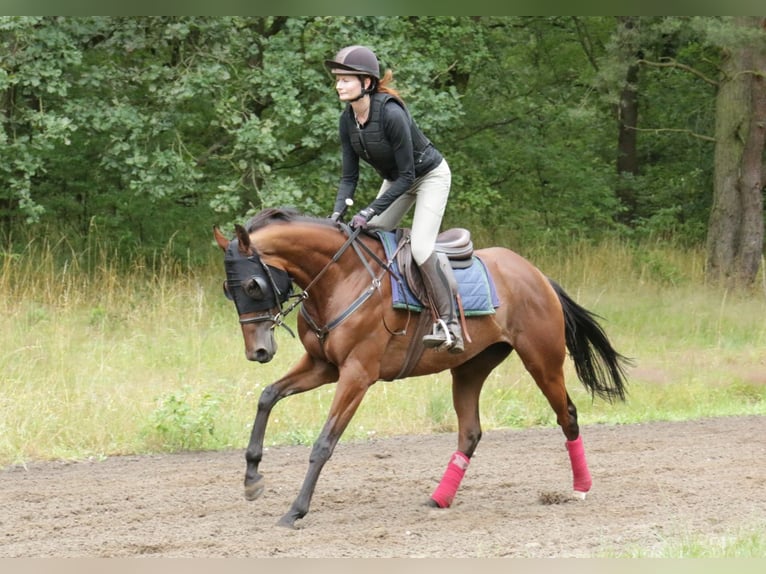 Engels volbloed Merrie 7 Jaar 163 cm Bruin in Hoppegarten