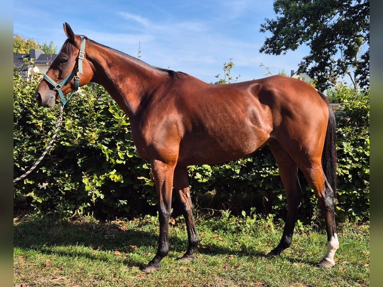 Engels volbloed Merrie 7 Jaar 163 cm Bruin in Hoppegarten