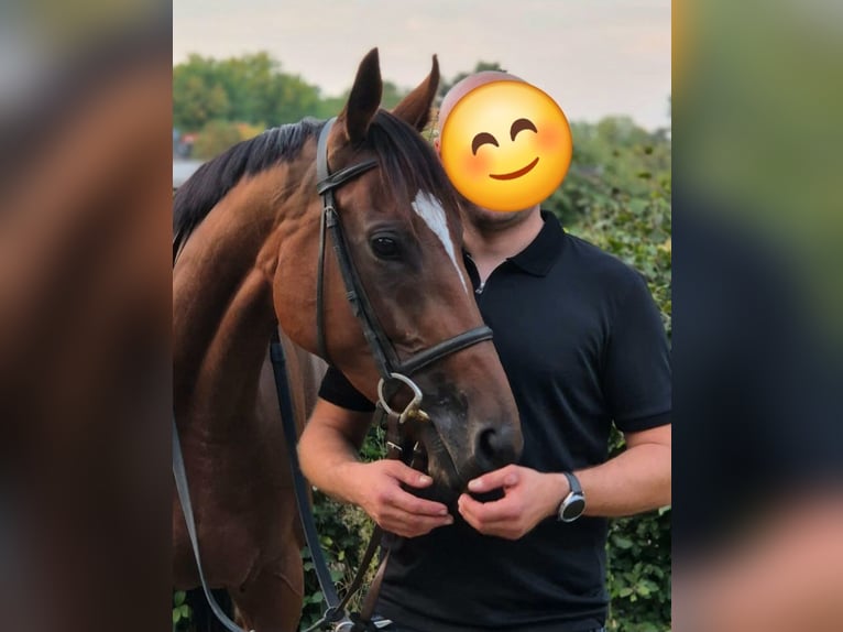 Engels volbloed Merrie 7 Jaar 163 cm Bruin in Hoppegarten