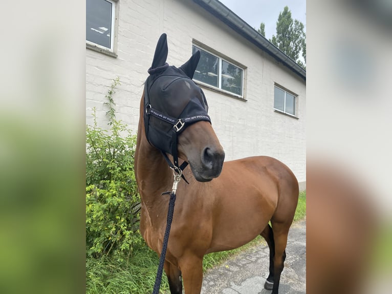 Engels volbloed Merrie 7 Jaar 163 cm Bruin in Winsen (Aller)