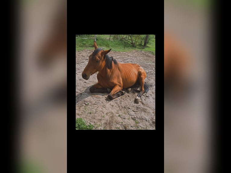 Engels volbloed Merrie 7 Jaar 163 cm Bruin in Winsen (Aller)