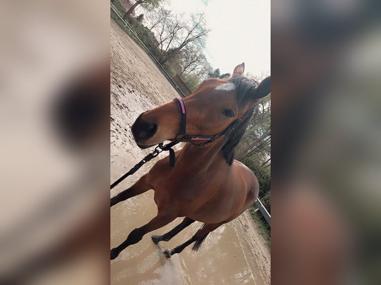 Engels volbloed Merrie 7 Jaar 163 cm Bruin in Winsen (Aller)