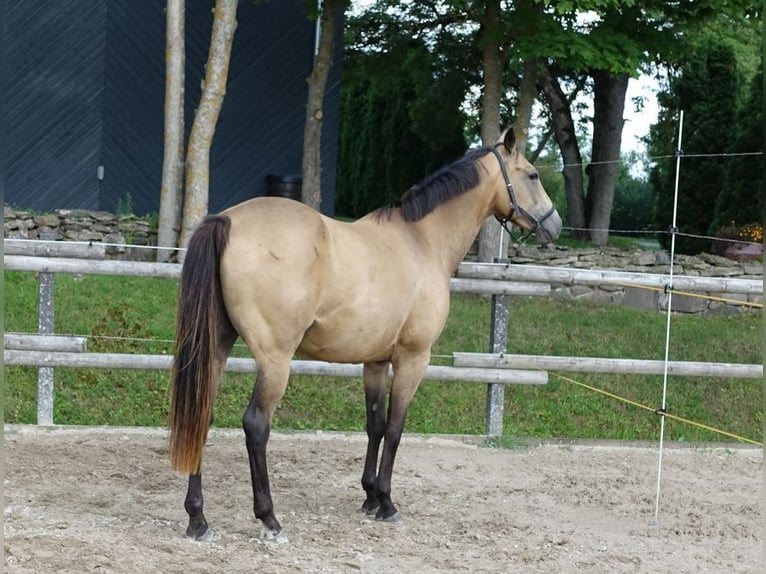 Engels volbloed Merrie 7 Jaar 163 cm Buckskin in Ruila