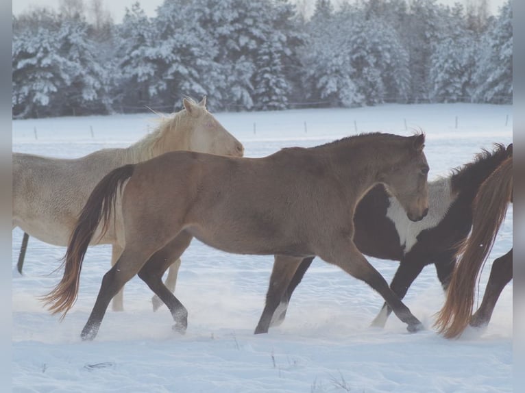 Engels volbloed Merrie 7 Jaar 163 cm Buckskin in Ruila