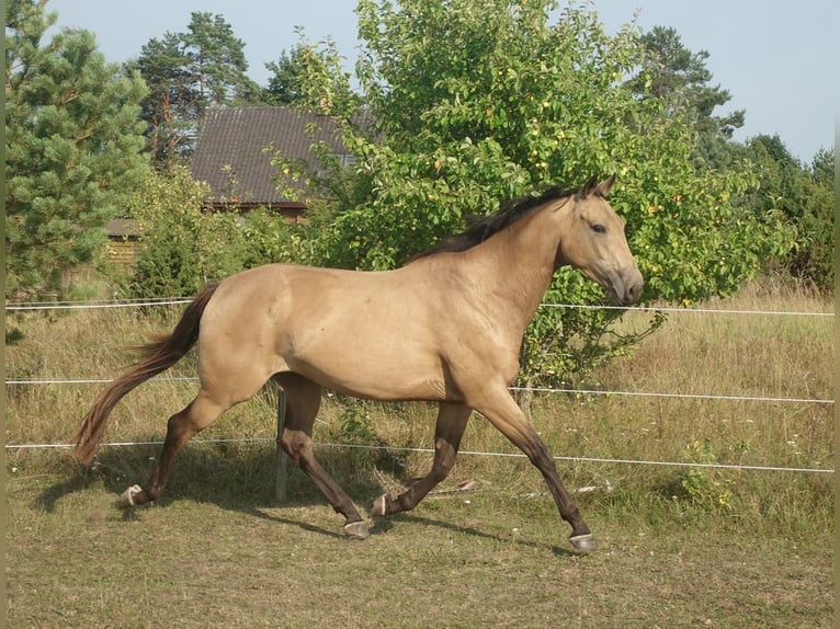 Engels volbloed Merrie 7 Jaar 163 cm Buckskin in Ruila