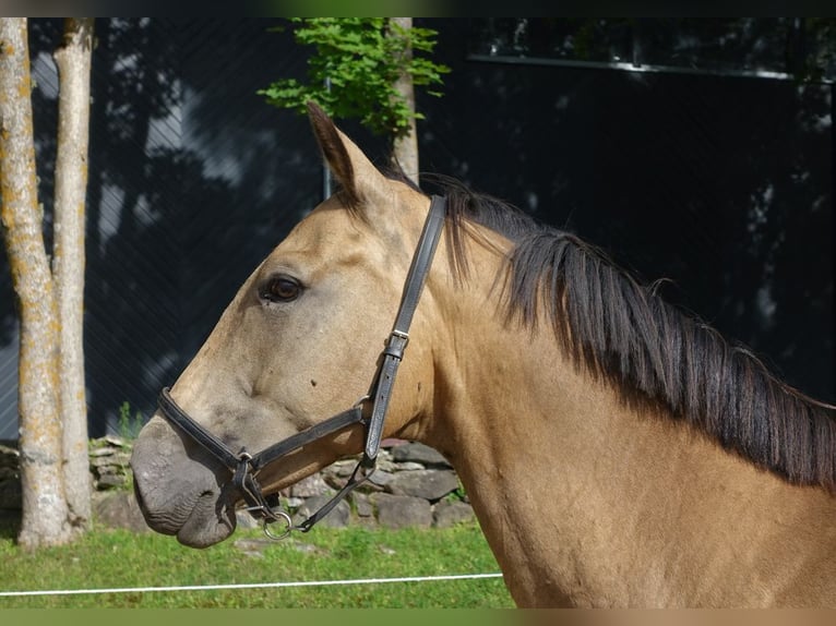 Engels volbloed Merrie 7 Jaar 163 cm Buckskin in Ruila