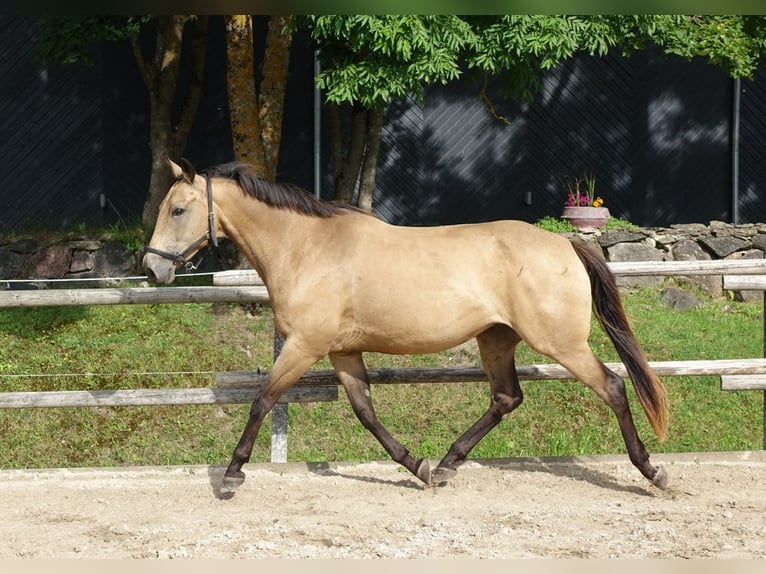 Engels volbloed Merrie 7 Jaar 163 cm Buckskin in Ruila