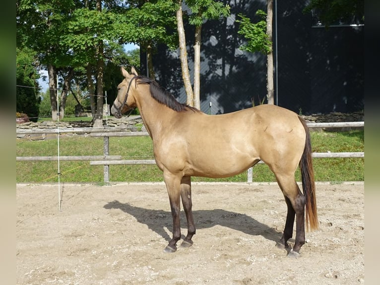 Engels volbloed Merrie 7 Jaar 163 cm Buckskin in Ruila