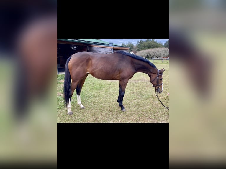 Engels volbloed Merrie 7 Jaar 163 cm Roodbruin in Lewisburg