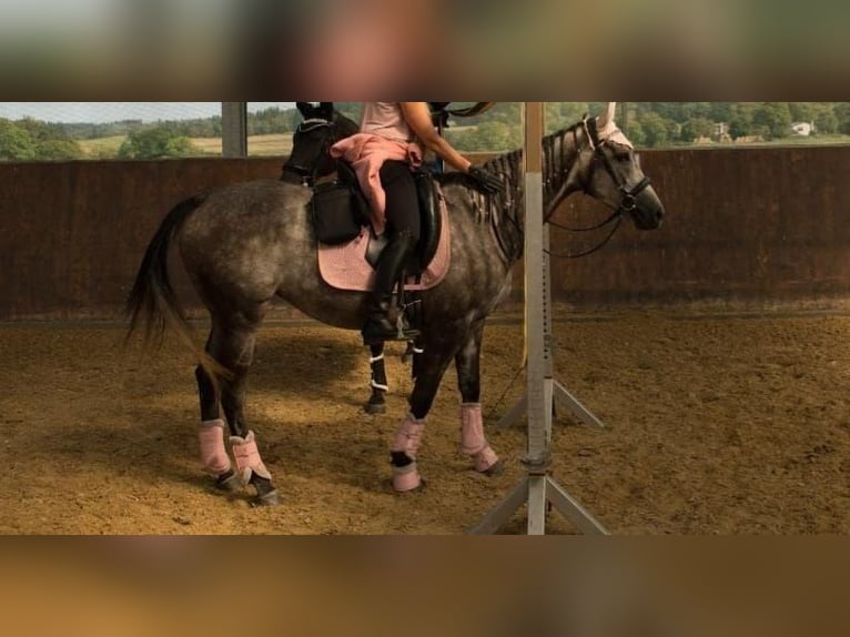 Engels volbloed Merrie 7 Jaar 164 cm Zwartschimmel in Cornberg