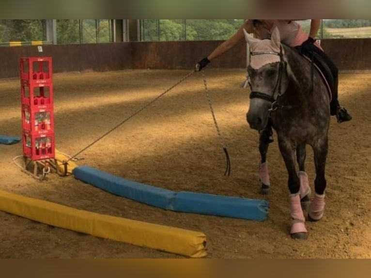 Engels volbloed Merrie 7 Jaar 164 cm Zwartschimmel in Cornberg