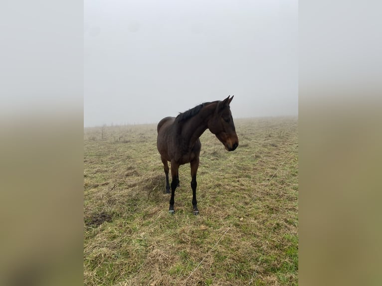 Engels volbloed Merrie 7 Jaar 167 cm Donkerbruin in Niederburg