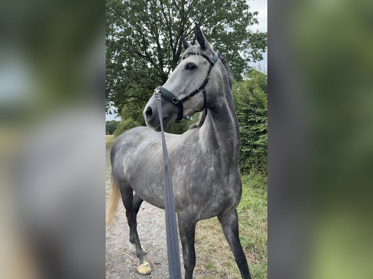 Engels volbloed Merrie 7 Jaar 168 cm Schimmel in Beckum