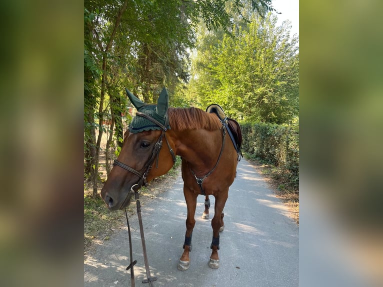 Engels volbloed Merrie 7 Jaar 175 cm Donkere-vos in Ljubljana