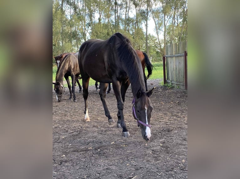 Engels volbloed Merrie 8 Jaar 149 cm Zwartbruin in Trzciel
