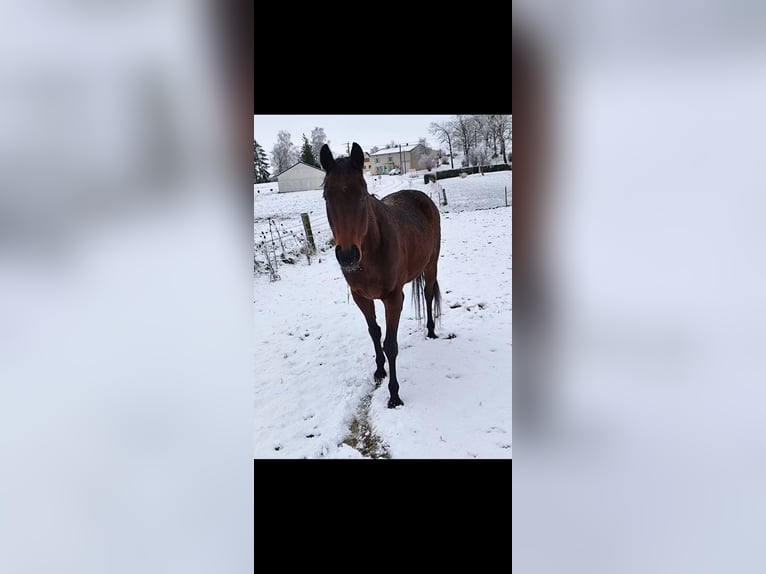 Engels volbloed Merrie 8 Jaar 155 cm Bruin in Spincourt