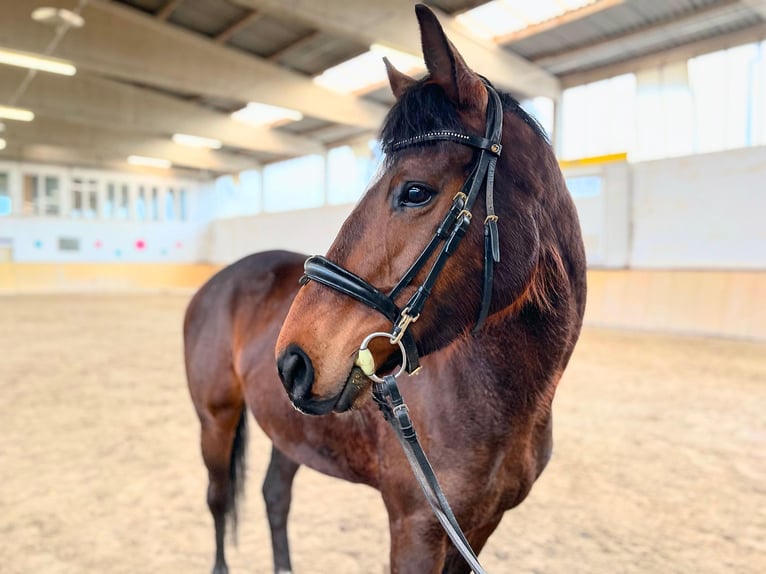 Engels volbloed Merrie 8 Jaar 158 cm Bruin in Uettingen