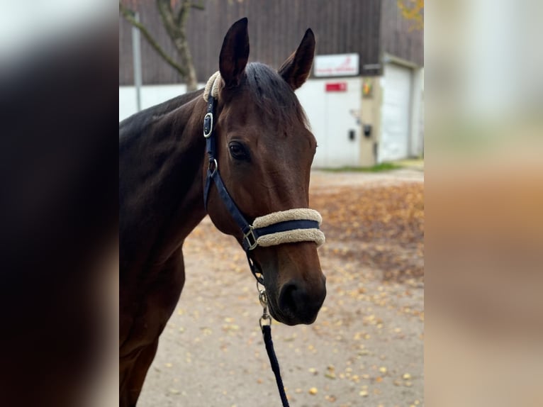 Engels volbloed Merrie 8 Jaar 160 cm Bruin in München