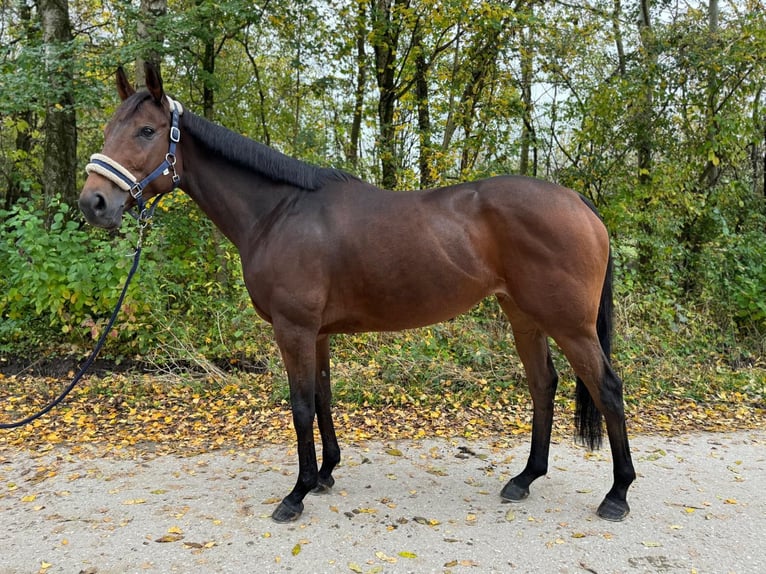 Engels volbloed Merrie 8 Jaar 160 cm Bruin in München