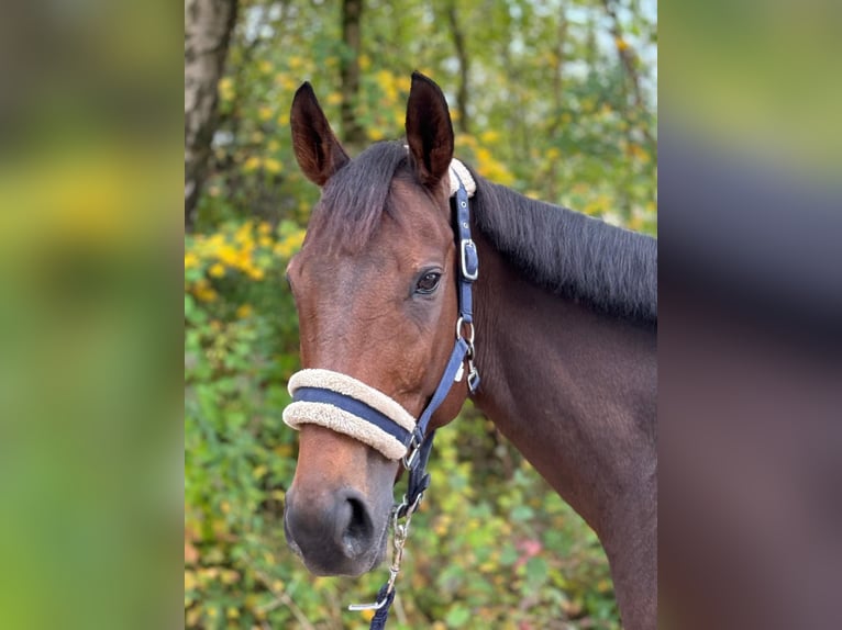 Engels volbloed Merrie 8 Jaar 160 cm Bruin in München