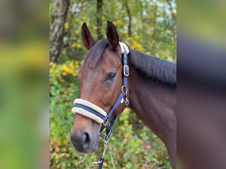 Engels volbloed Merrie 8 Jaar 160 cm Bruin in München