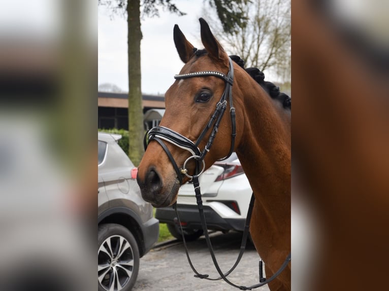 Engels volbloed Merrie 8 Jaar 160 cm Bruin in Bad Iburg