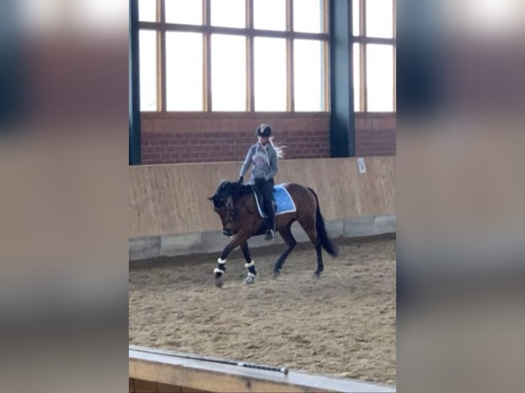 Engels volbloed Merrie 8 Jaar 160 cm Bruin in Bad Iburg