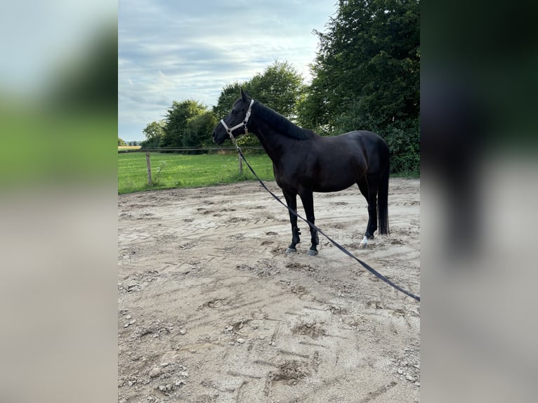 Engels volbloed Merrie 8 Jaar 160 cm Zwartbruin in Weimar