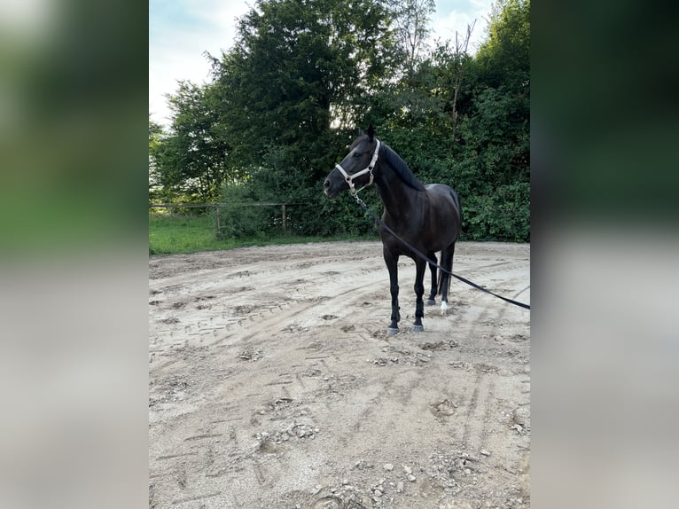 Engels volbloed Merrie 8 Jaar 160 cm Zwartbruin in Weimar