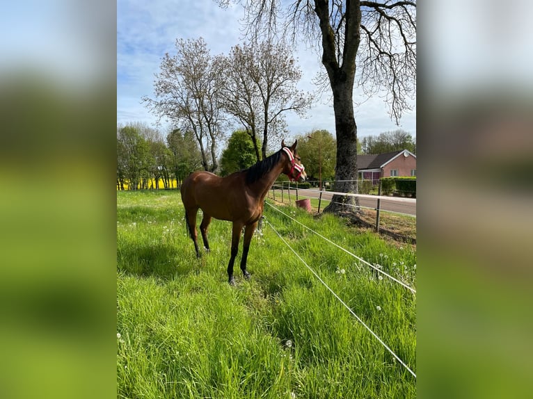 Engels volbloed Merrie 8 Jaar 162 cm Bruin in Somme-Yêvre