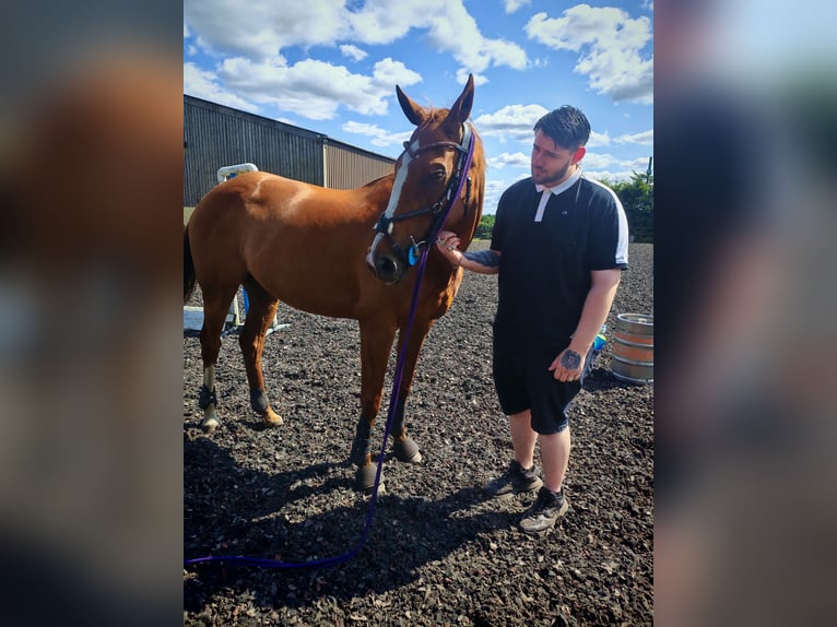 Engels volbloed Merrie 8 Jaar 163 cm Donkere-vos in Clydebank