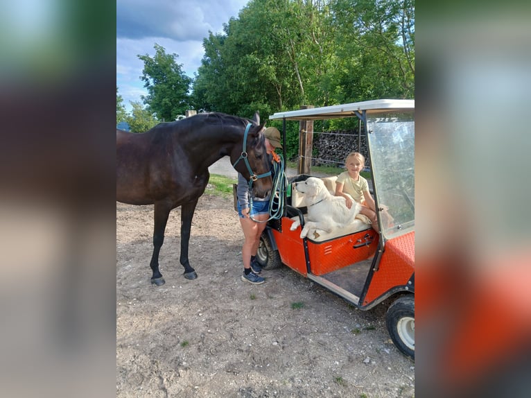 Engels volbloed Merrie 8 Jaar 163 cm Zwartbruin in Bad Überkingen