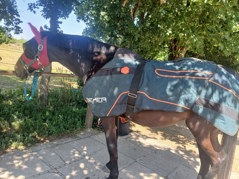 Engels volbloed Merrie 8 Jaar 163 cm Zwartbruin in Bad Überkingen