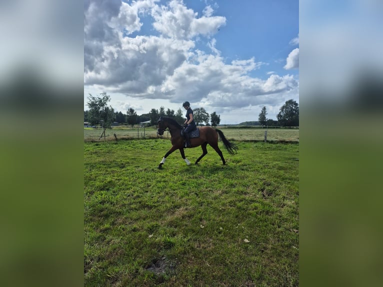 Engels volbloed Merrie 8 Jaar 165 cm Bruin in Visselh&#xF6;vede