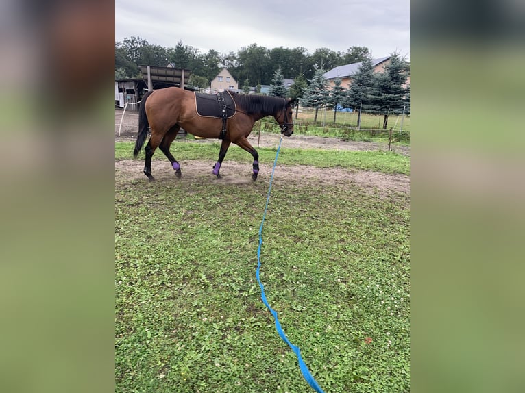 Engels volbloed Merrie 8 Jaar 165 cm Bruin in Grabow