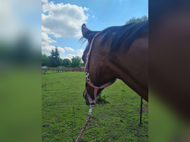 Engels volbloed Merrie 8 Jaar 165 cm Bruin in Grabow